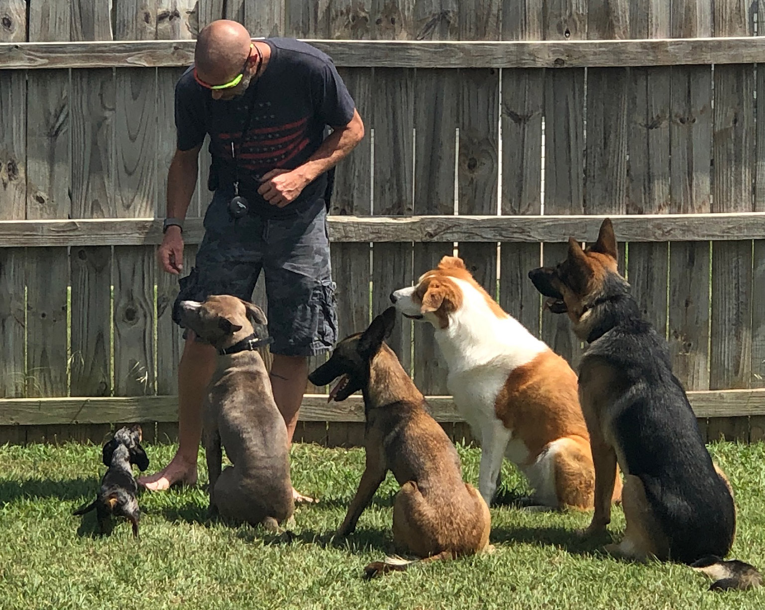 chris-dogs Photo of Chris working with the dogs outside