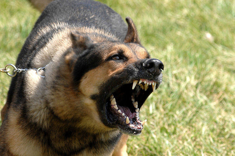 dog-barking Photo of a barking dog