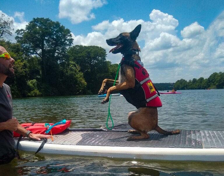 dog-paddleboard Photo of a dog sitting up on in hind legs on a paddleboard in the water with his trainer