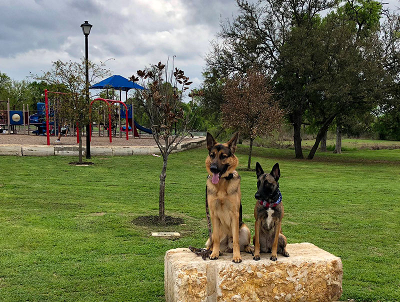 dogs-park Photo of two dogs sitting at attention in a park