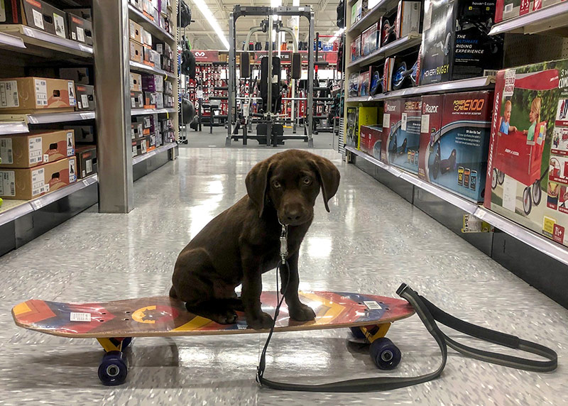 puppy-skateboard Photo of a puppy on a skateboard in a store