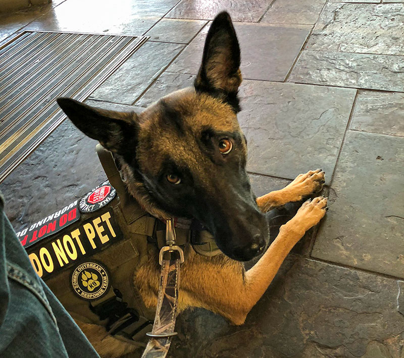 service-dog Photo of a service dog lying on the ground